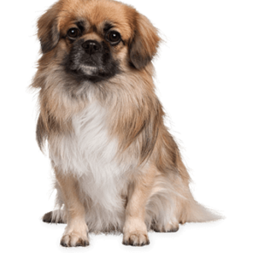 pet-sitting-cute-dog