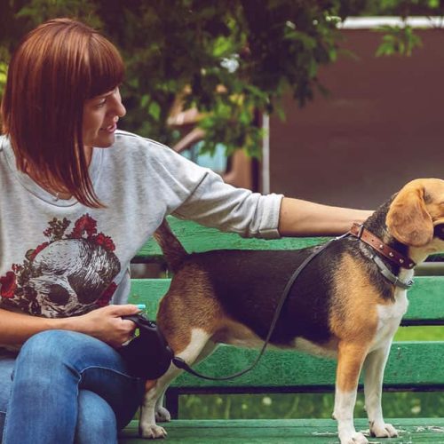pet-sitting-dog-bench